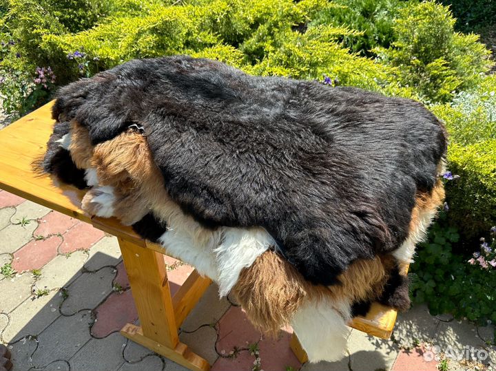 Овечья шкура с длинным мехом