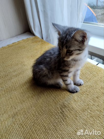 Котёнок (мальчик) в добрые руки