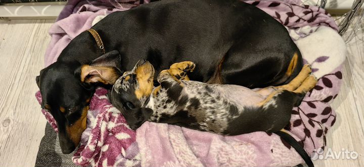 Выгул собак