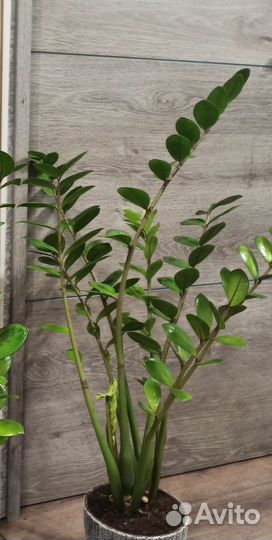 Замиокулькас