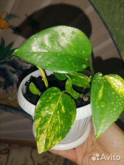 Комнатные цветы