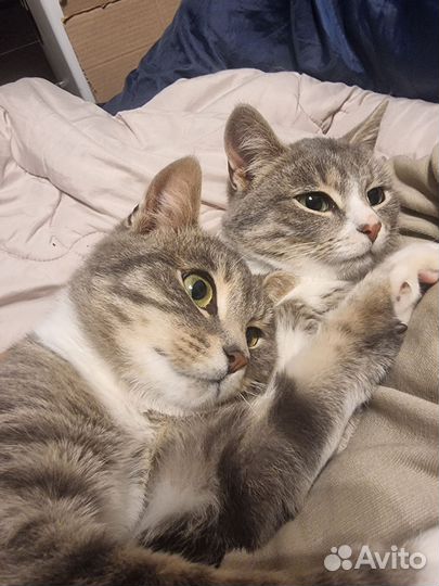 Котята ищут семью