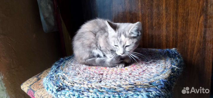 Котята в добрые руки бесплатно