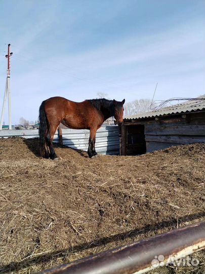 Продам лошадь