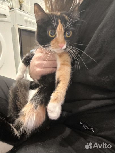 Кошка в дар