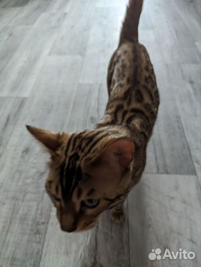 Бенгальский котик