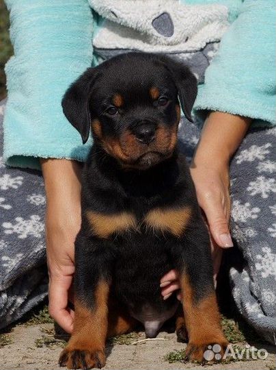 Щенок ротвейлера