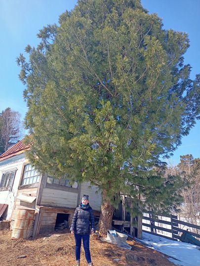 Дача 25 м² на участке 6 сот.