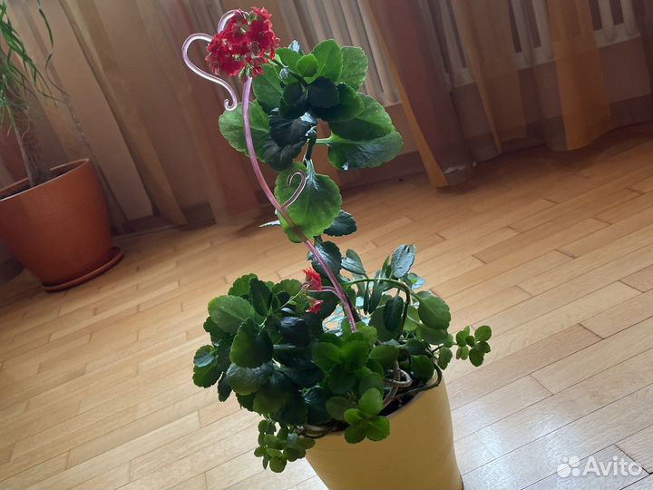 Домашнее растение