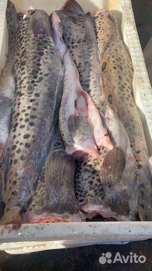 Зубатка пестрая