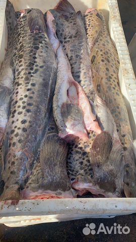 Зубатка пестрая