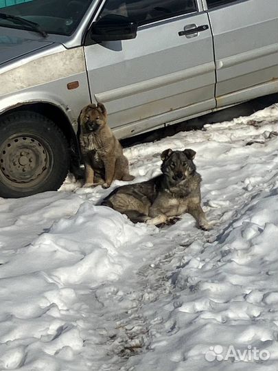 Щенок лайки