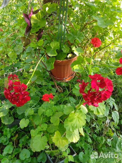 Герань пеларгония плющелистная