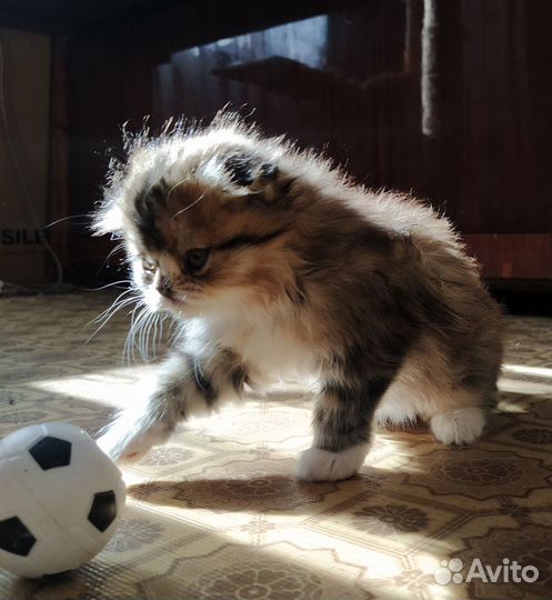 Сибирские котята