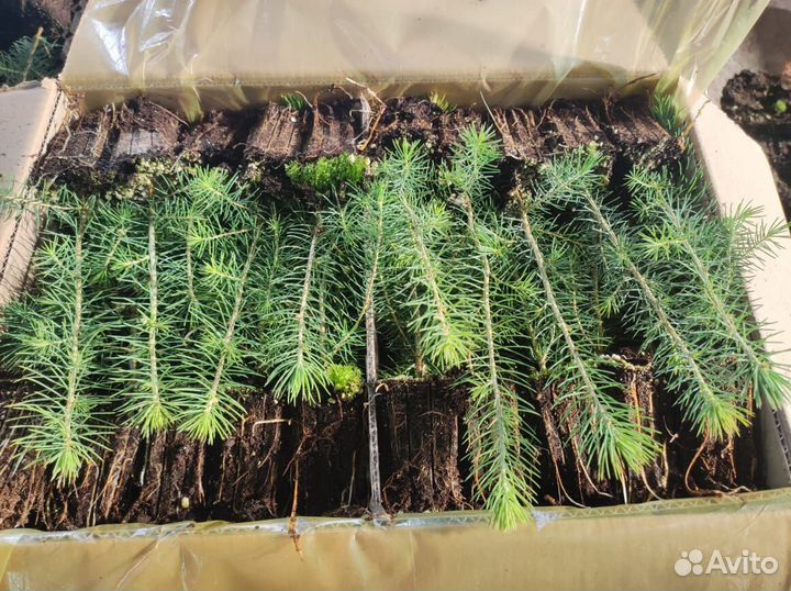 Саженцы сосны окс