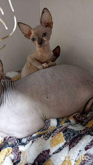 Канадский сфинкс котята