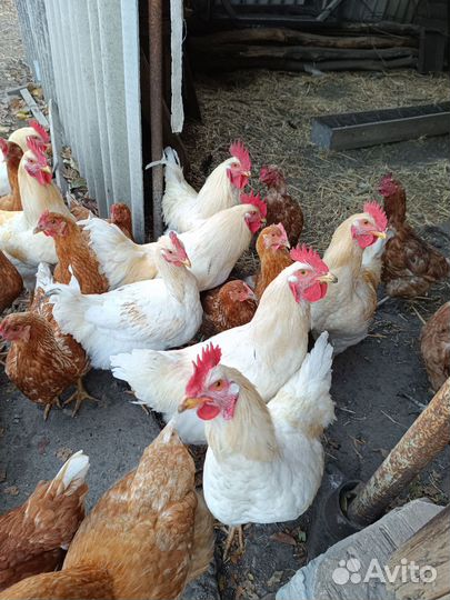 Молодые петухи