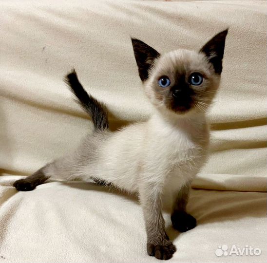 Котенок мальчик 2 месяца