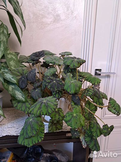 Комнатные цветы