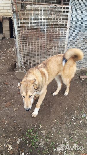 Лайки западносибирские