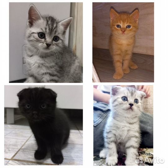 Отдам котёнка в добрые руки