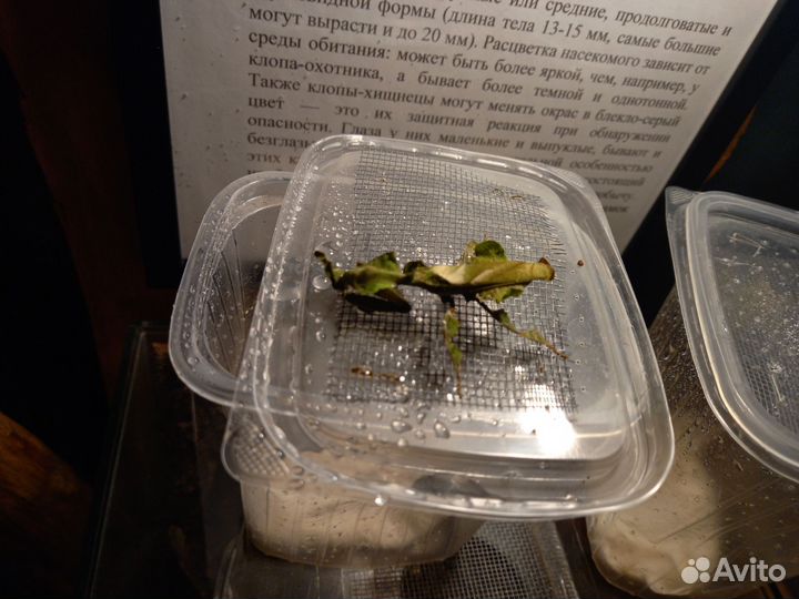 Богомол призрак