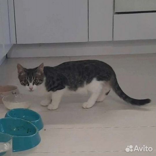 Котенок мальчик 5,5 месяцев