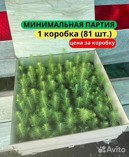 Сеянцы сосны зкс от производителя