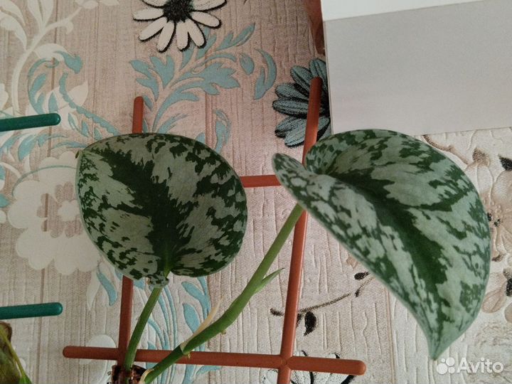 Сциндапсус и эпипремнумы