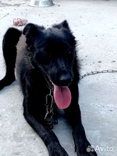 Овчаристого типа необычная собака ищет дом