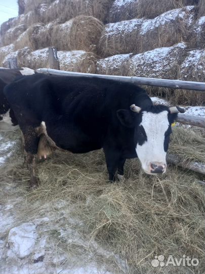 Корова стельная дойная
