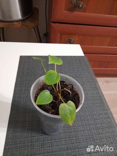 Спатифилум