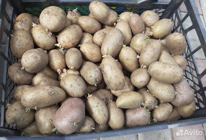 Семенной картофель