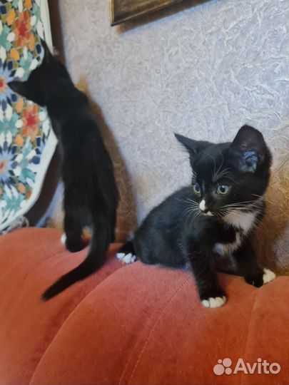 Котята ищут дом