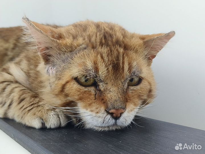 Рыжий кот ищет дом