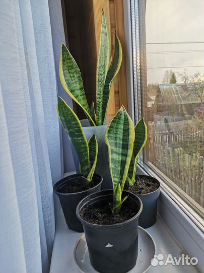 Сансевиерия