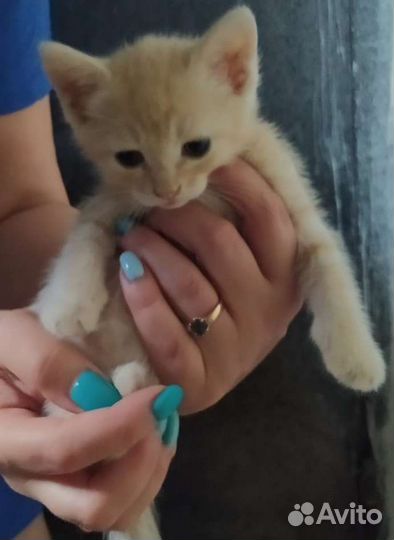 Кошка в дар