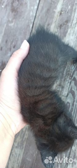 Котята в добрые руки бесплатно