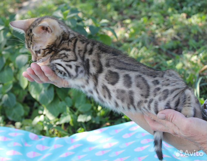 Бенгальские котята
