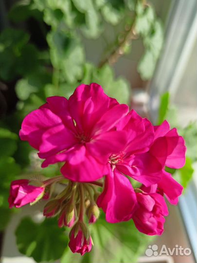 Пеларгония (герань)