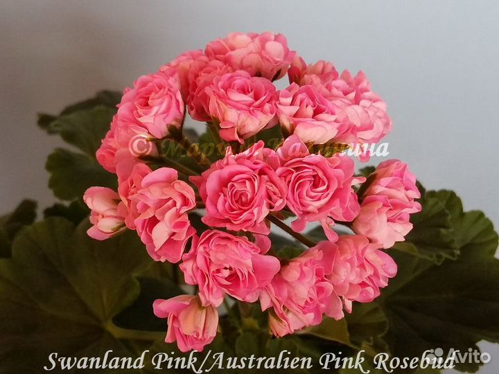 Розебудные пеларгонии