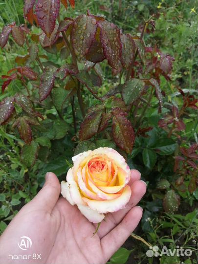 Кустовые розы