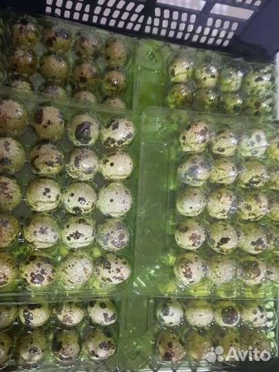 Яйцо перепелиное