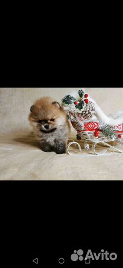 Шпицы рыжие и кремовые