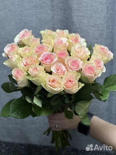 Роза 25 шт