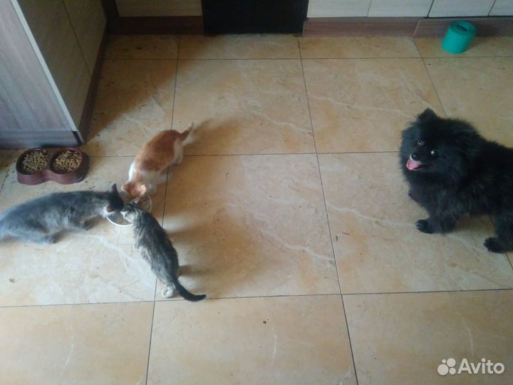 Люди Стерилизуйте своих кошек