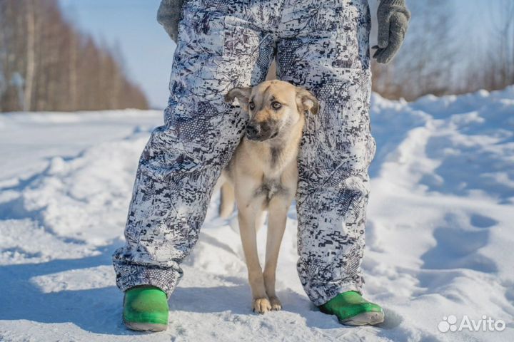 Щенок подросток в добрые руки