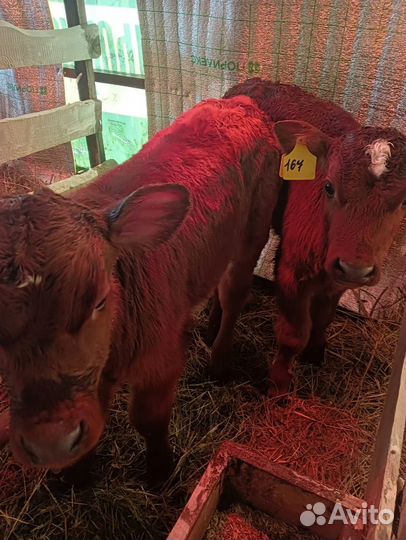 Бычки и быки