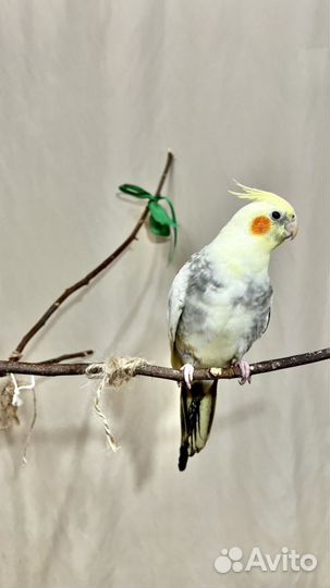 Ручные птенцы кореллы