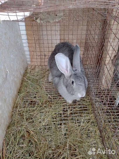 Крол рабочий